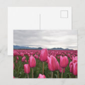 Briefkaart met roze tulpbloemen (Voorkant / Achterkant)