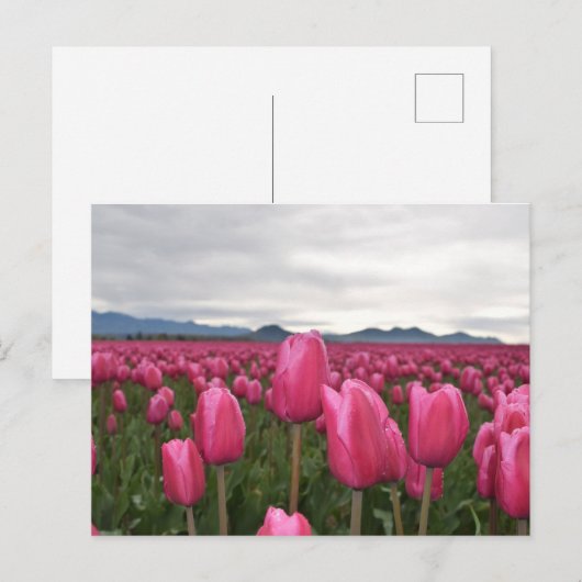 Briefkaart met roze tulpbloemen (Voorkant / Achterkant)