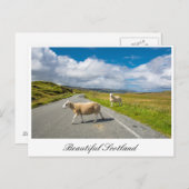 Briefkaart met schapen in Schotland (Voorkant / Achterkant)