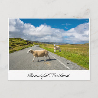 Briefkaart met schapen in Schotland
