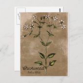 Briefkaart met stijlkruid (Voorkant / Achterkant)