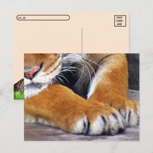 Briefkaart met tijger overschrijven met ID-doos (Voorkant / Achterkant)