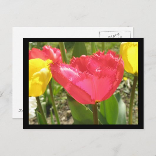 Briefkaart met tulpen (Voorkant / Achterkant)