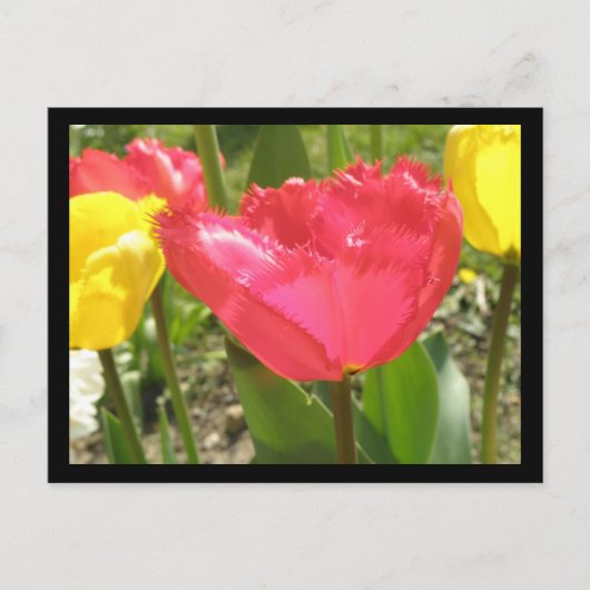 Briefkaart met tulpen (Voorkant)