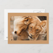 Briefkaart met twee leeuwen (Voorkant / Achterkant)