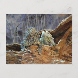 Briefkaart met twee merkwaardige lizards