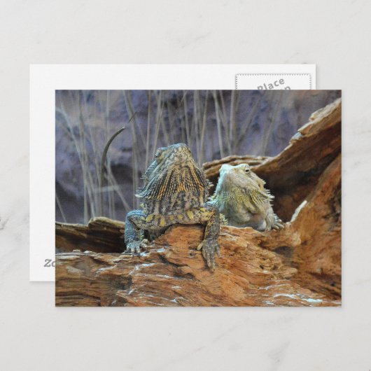 Briefkaart met twee merkwaardige lizards (Voorkant / Achterkant)