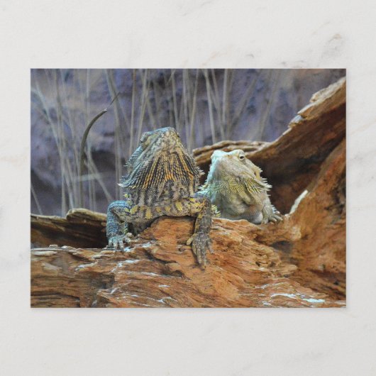 Briefkaart met twee merkwaardige lizards (Voorkant)