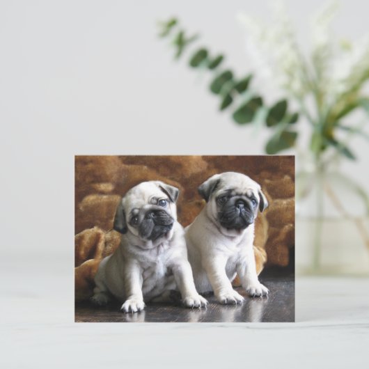Briefkaart met twee pugs (Staand voorkant)