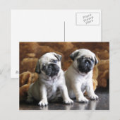 Briefkaart met twee pugs (Voorkant / Achterkant)