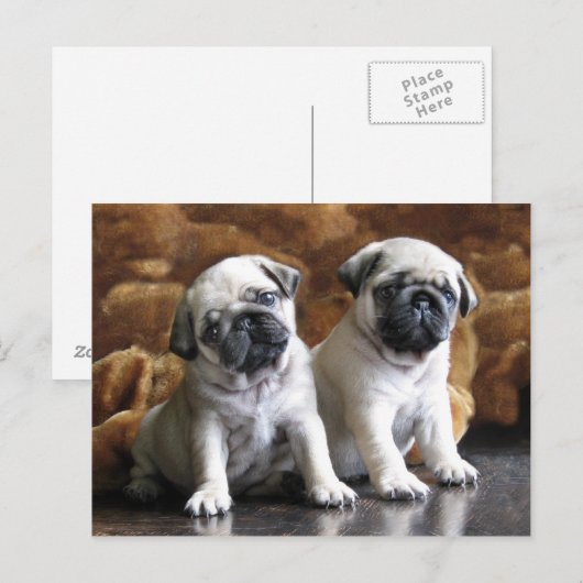 Briefkaart met twee pugs (Voorkant / Achterkant)