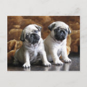 Briefkaart met twee pugs (Voorkant)