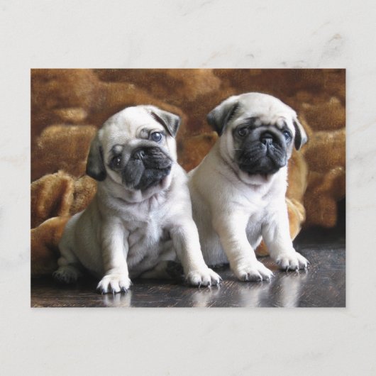 Briefkaart met twee pugs (Voorkant)