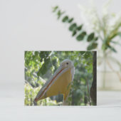 Briefkaart met verbergende pelikaan (Staand voorkant)