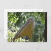 Briefkaart met verbergende pelikaan (Voorkant / Achterkant)