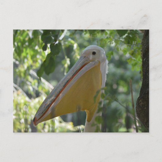 Briefkaart met verbergende pelikaan (Voorkant)