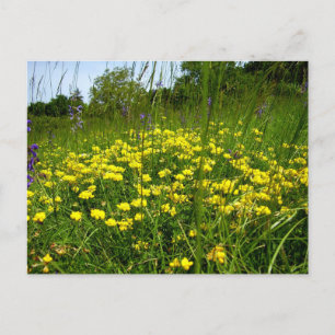 Briefkaart met vogelvoet Trefoil