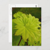 Briefkaart met volle motorkap (Voorkant / Achterkant)