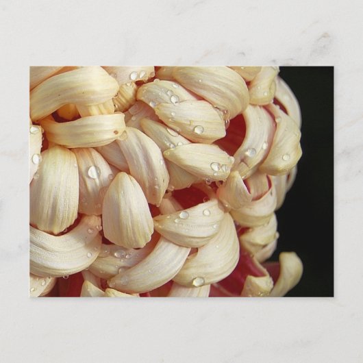 Briefkaart met waterdruppels (Voorkant)