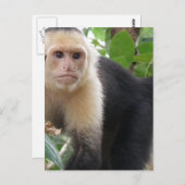 Briefkaart met witte capuccin aap (Voorkant / Achterkant)