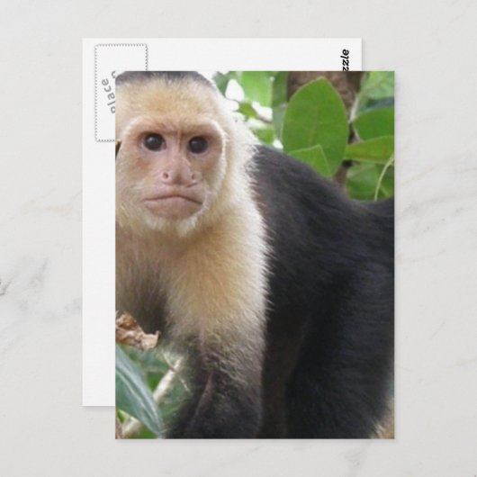 Briefkaart met witte capuccin aap (Voorkant / Achterkant)