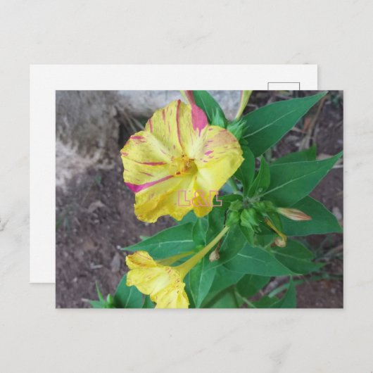 Briefkaart met witte omhulling (Voorkant / Achterkant)