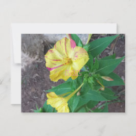 Briefkaart met witte omhulling