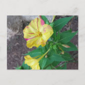 Briefkaart met witte omhulling (Voorkant)