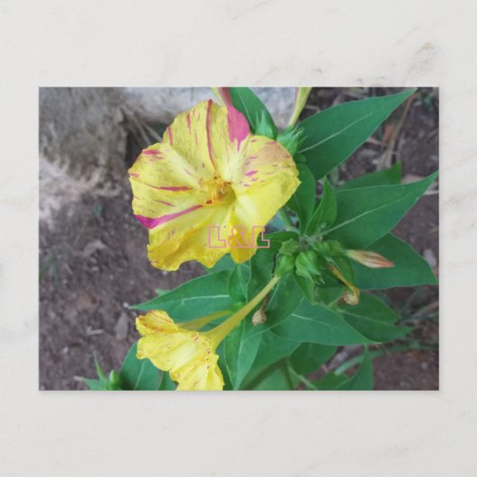 Briefkaart met witte omhulling (Voorkant)