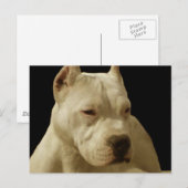 Briefkaart met witte peerkop (Voorkant / Achterkant)