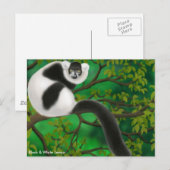 Briefkaart met witte ruffed Lemur (Voorkant / Achterkant)