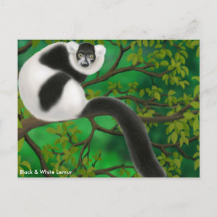 Briefkaart met witte ruffed Lemur