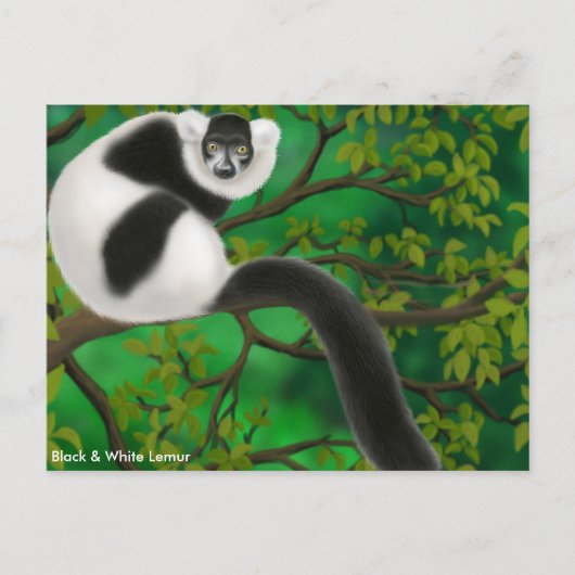 Briefkaart met witte ruffed Lemur (Voorkant)