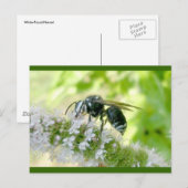 Briefkaart met witte wesp (Voorkant / Achterkant)