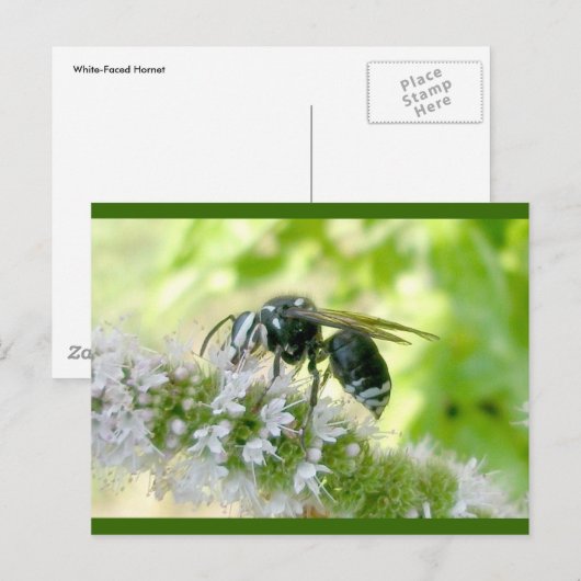 Briefkaart met witte wesp (Voorkant / Achterkant)