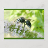 Briefkaart met witte wesp (Voorkant)