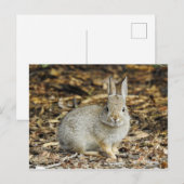 Briefkaart met woestijnstaart (Voorkant / Achterkant)