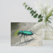 Briefkaart met zes gezichten tijger beetle - Geper (Staand voorkant)