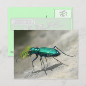 Briefkaart met zes gezichten tijger beetle - Geper (Voorkant / Achterkant)