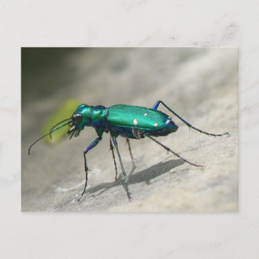 Briefkaart met zes gezichten tijger beetle - Geper (Voorkant)