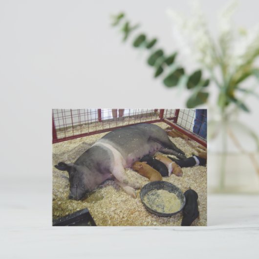 Briefkaart met zeugen en biggen (Staand voorkant)