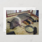 Briefkaart met zeugen en biggen (Voorkant / Achterkant)