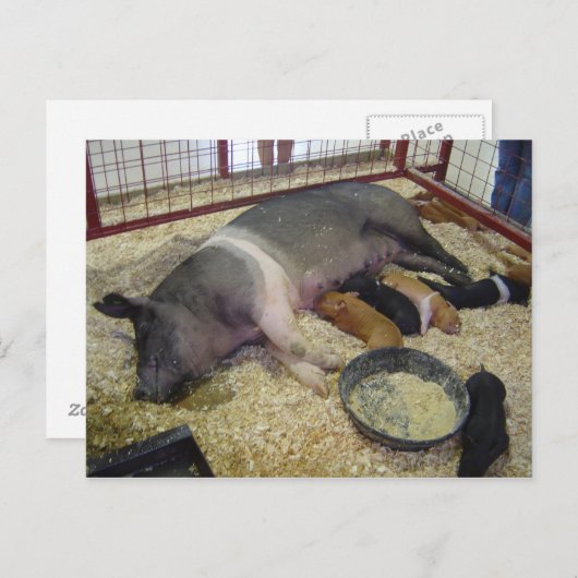 Briefkaart met zeugen en biggen (Voorkant / Achterkant)