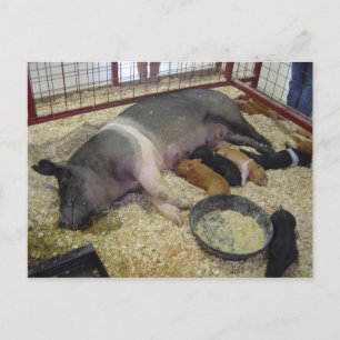 Briefkaart met zeugen en biggen