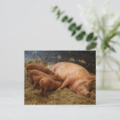 Briefkaart met zogende biggen (Staand voorkant)