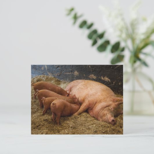 Briefkaart met zogende biggen (Staand voorkant)