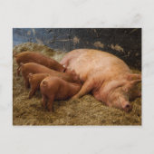 Briefkaart met zogende biggen (Voorkant)