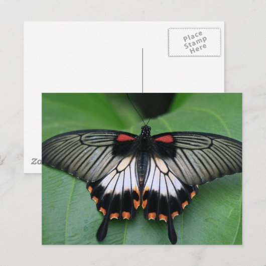 Briefkaart met zwarte en roze slibstaart en vlinde (Voorkant / Achterkant)