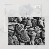 Briefkaart met zwarte en witte doornhaaien (Voorkant / Achterkant)