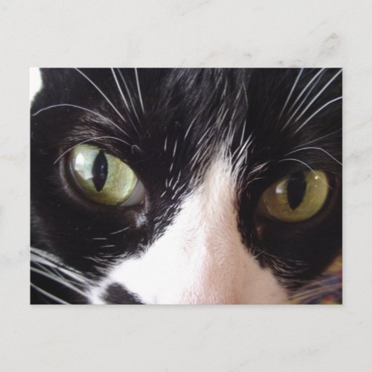 Briefkaart met zwarte en witte groene kat (Voorkant)